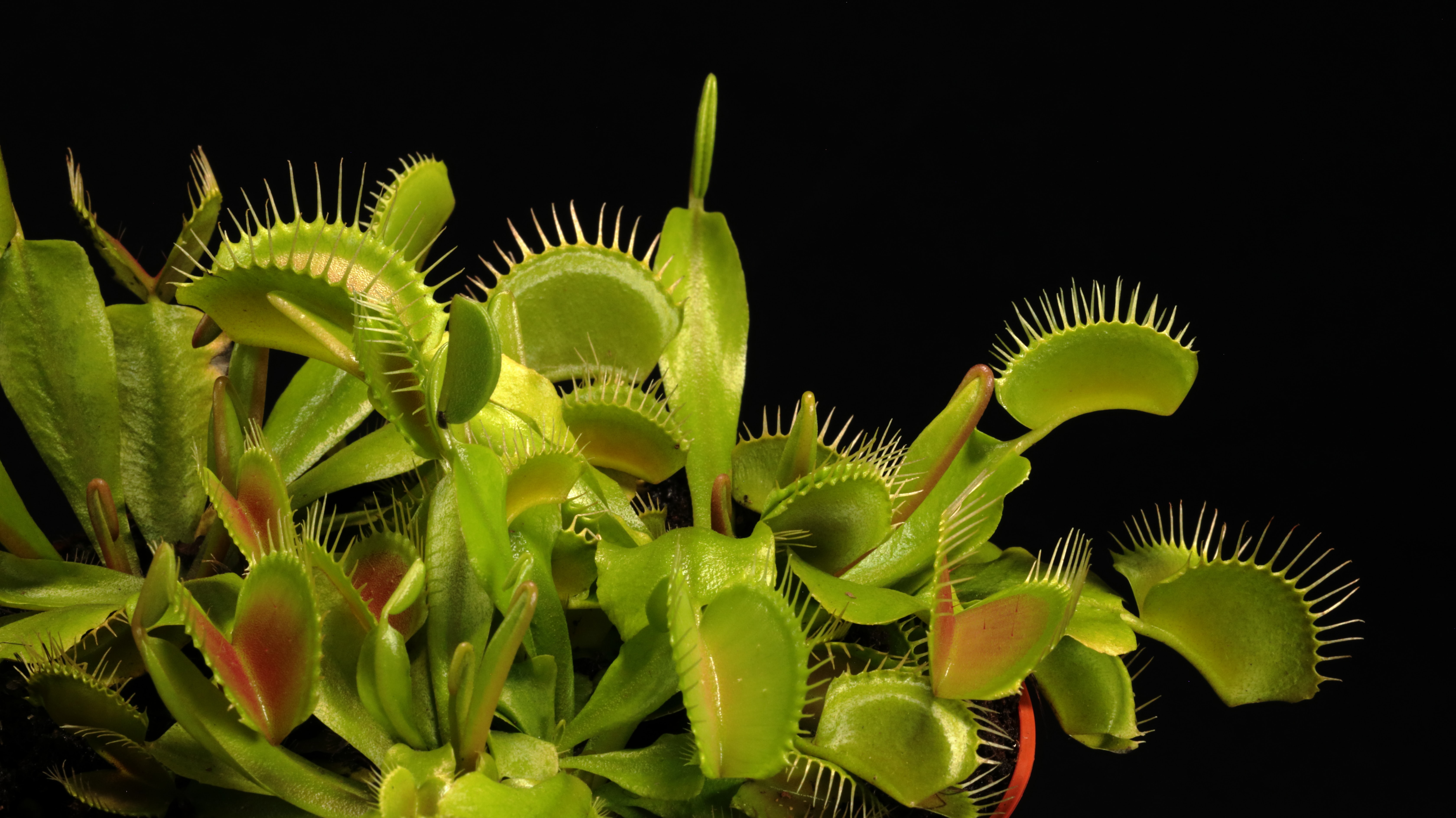 Meat-Eating Plants Keep Surprising Scientists