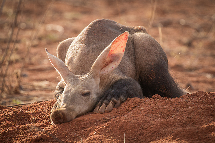 Aardvarks: The Strange and Wonderful Animals You Didn’t Know Existed