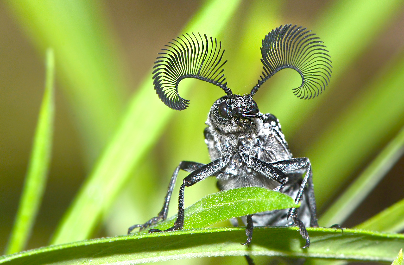Feather Horned Beetle: The Coolest Bug You’ve Never Heard Of