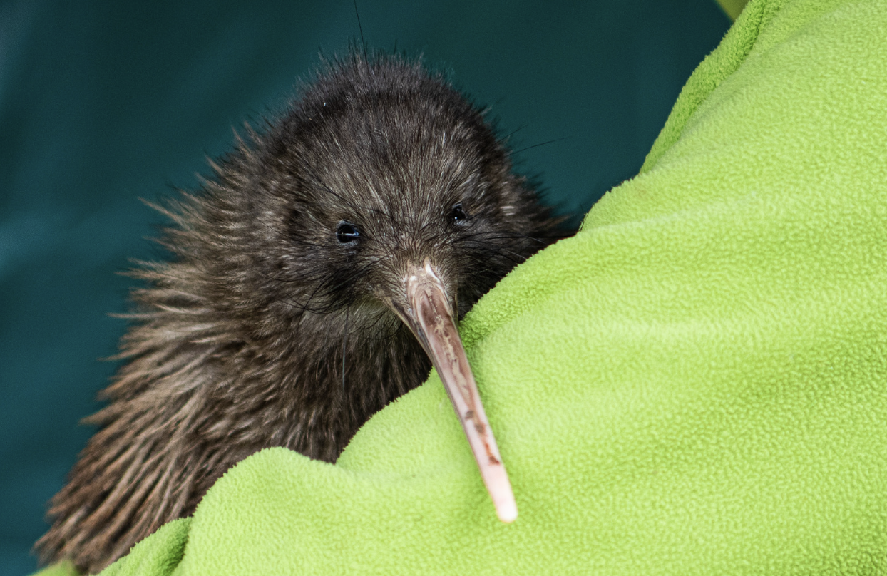 Kiwi Birds: The Flightless Wonders of New Zealand