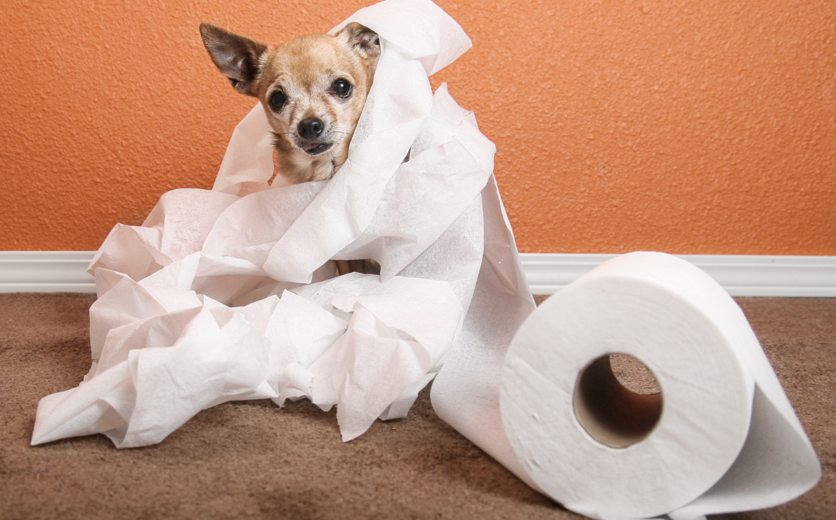 How The Invention Of Toilet Paper Revolutionized How We Do Our Business