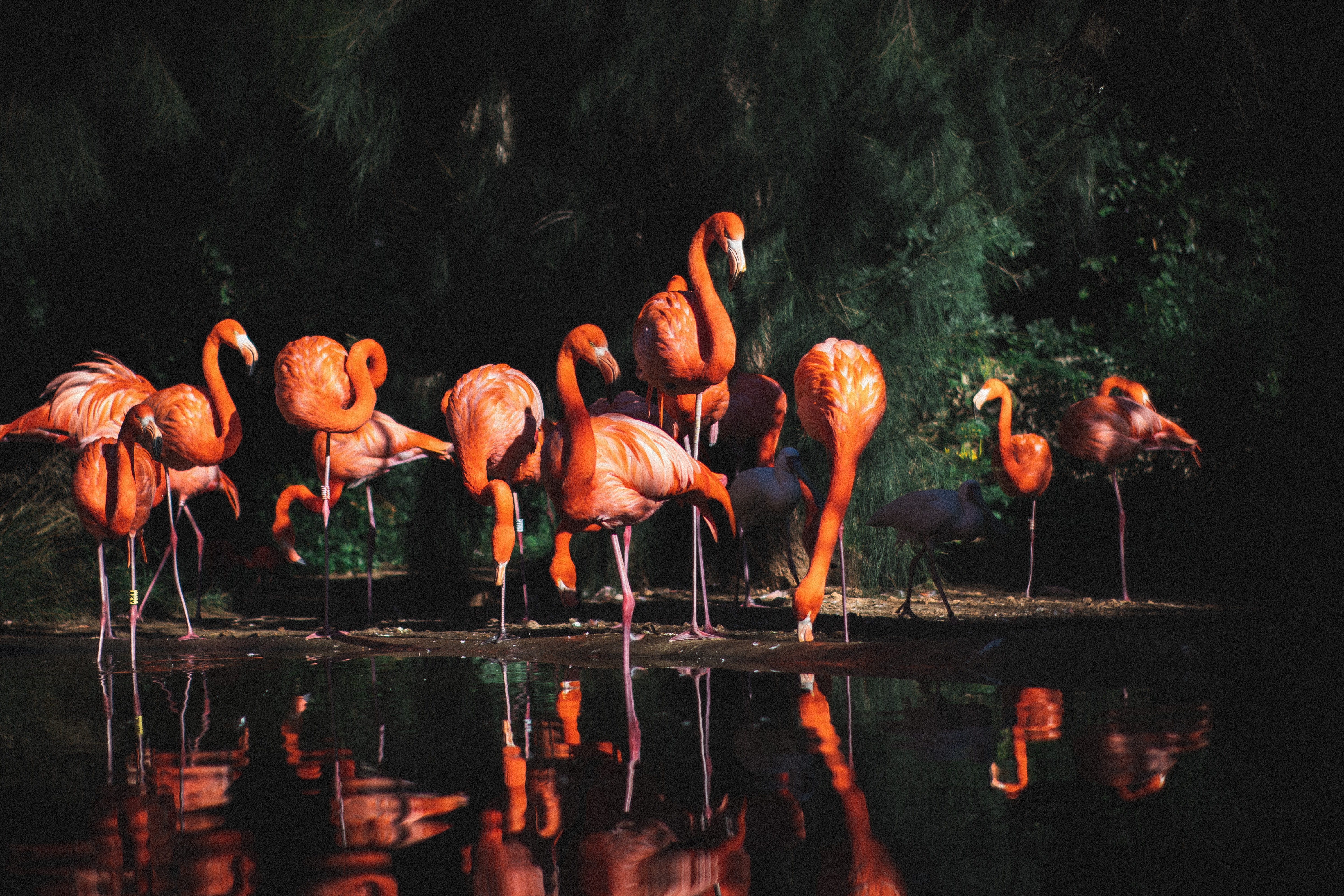 The Fascinating Flamingo: A Bird Like No Other