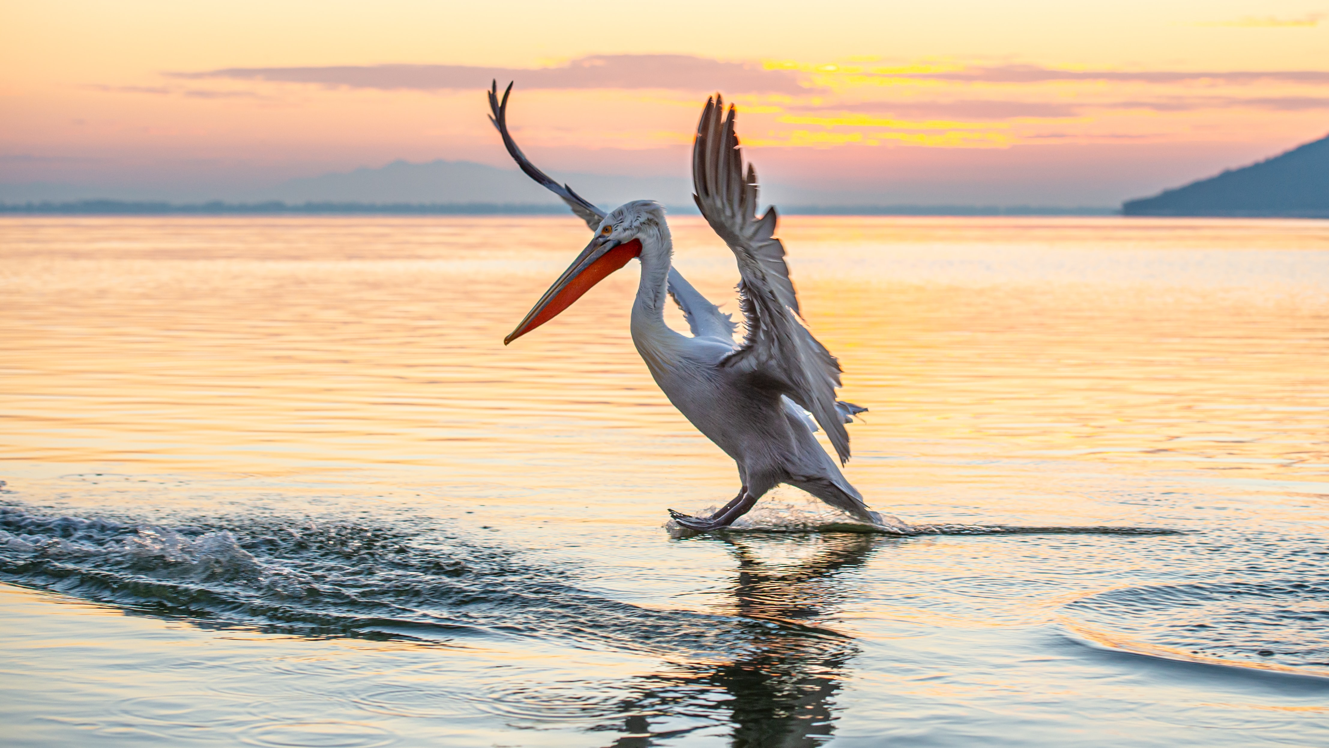 Amazing Pelicans: The State Bird of _______