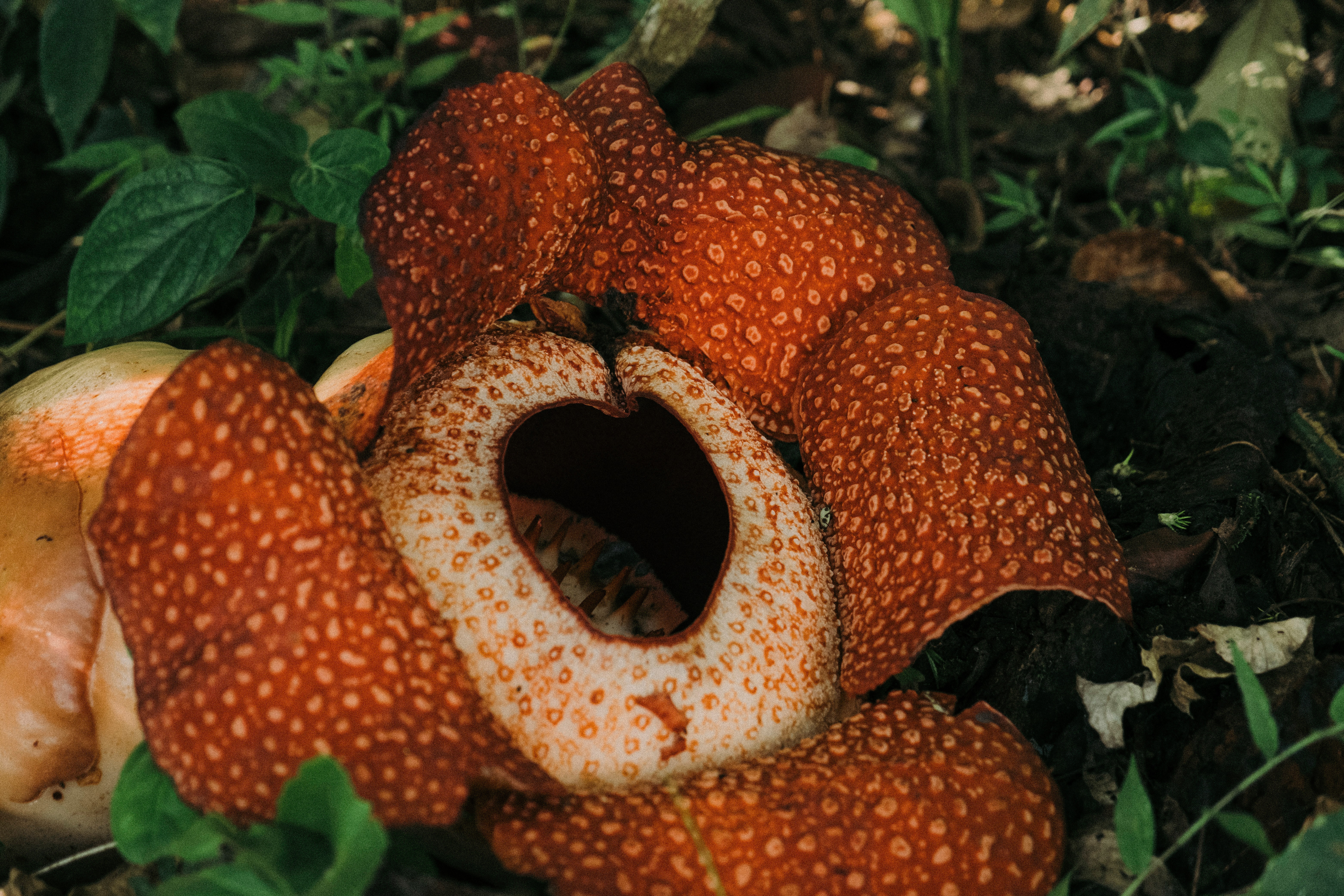A Rare Bloom: The Rafflesia