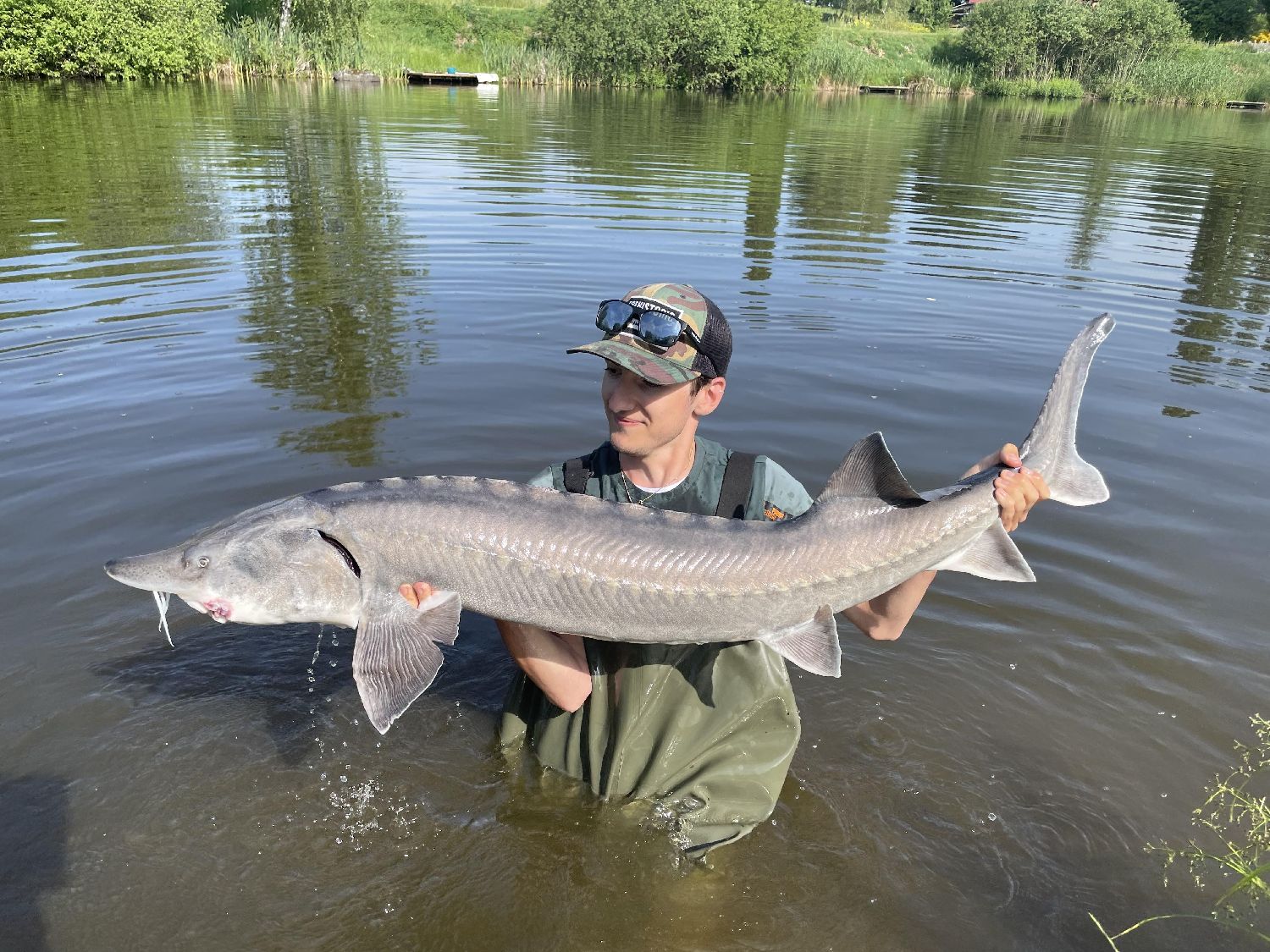 Beluga Sturgeon: The Rare and Expensive Fish