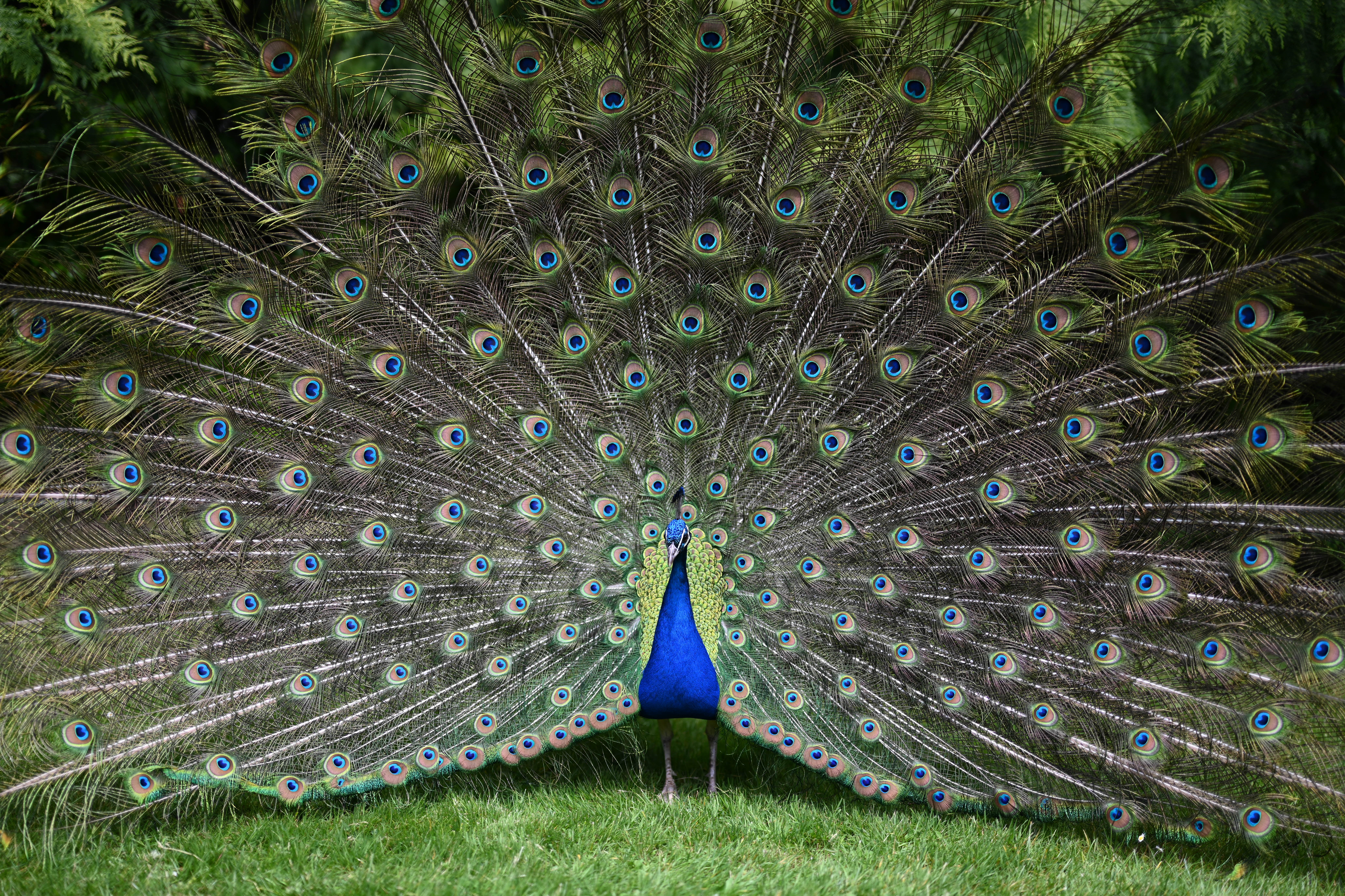 Peacocks: The Most Beautiful Birds in the World