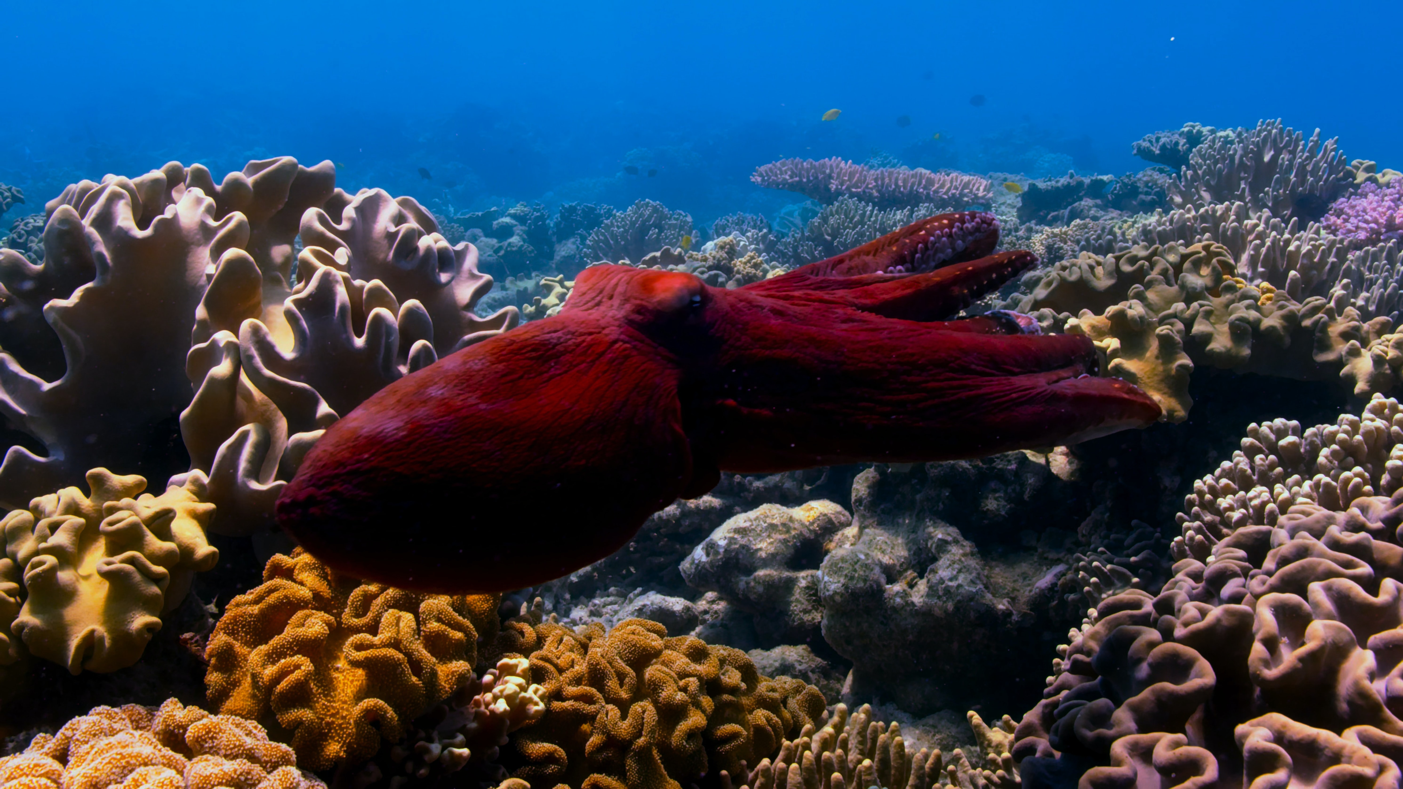 How Did an Octopus Escape the Aquarium?