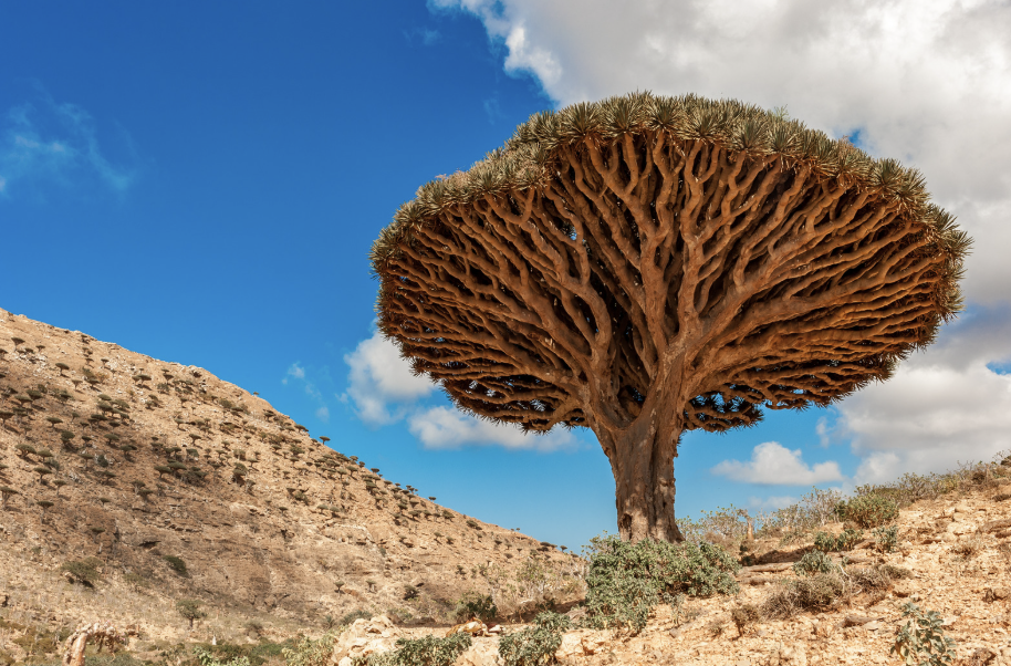 The Mysterious Socotra Dragon Tree: Nature’s Umbrella of Blood